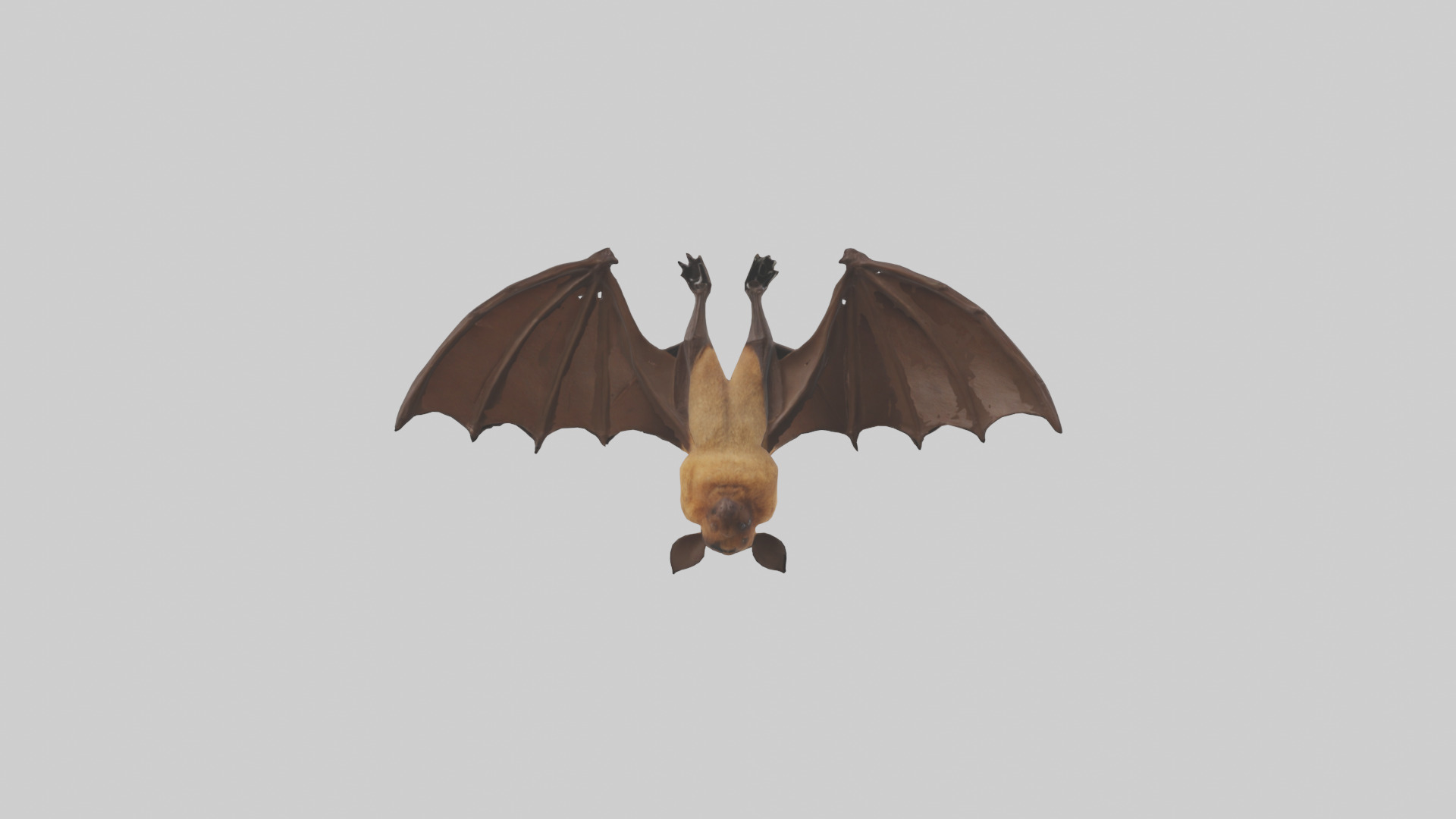 Brown bat model Low-poly 3D model_32