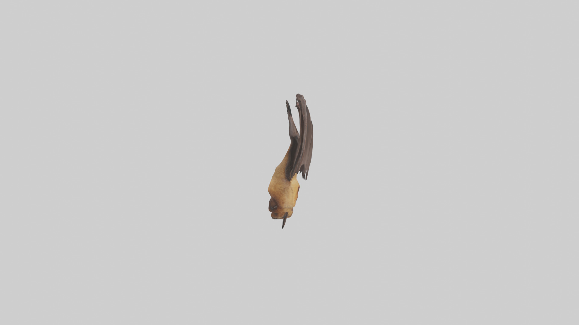 Brown bat model Low-poly 3D model_13