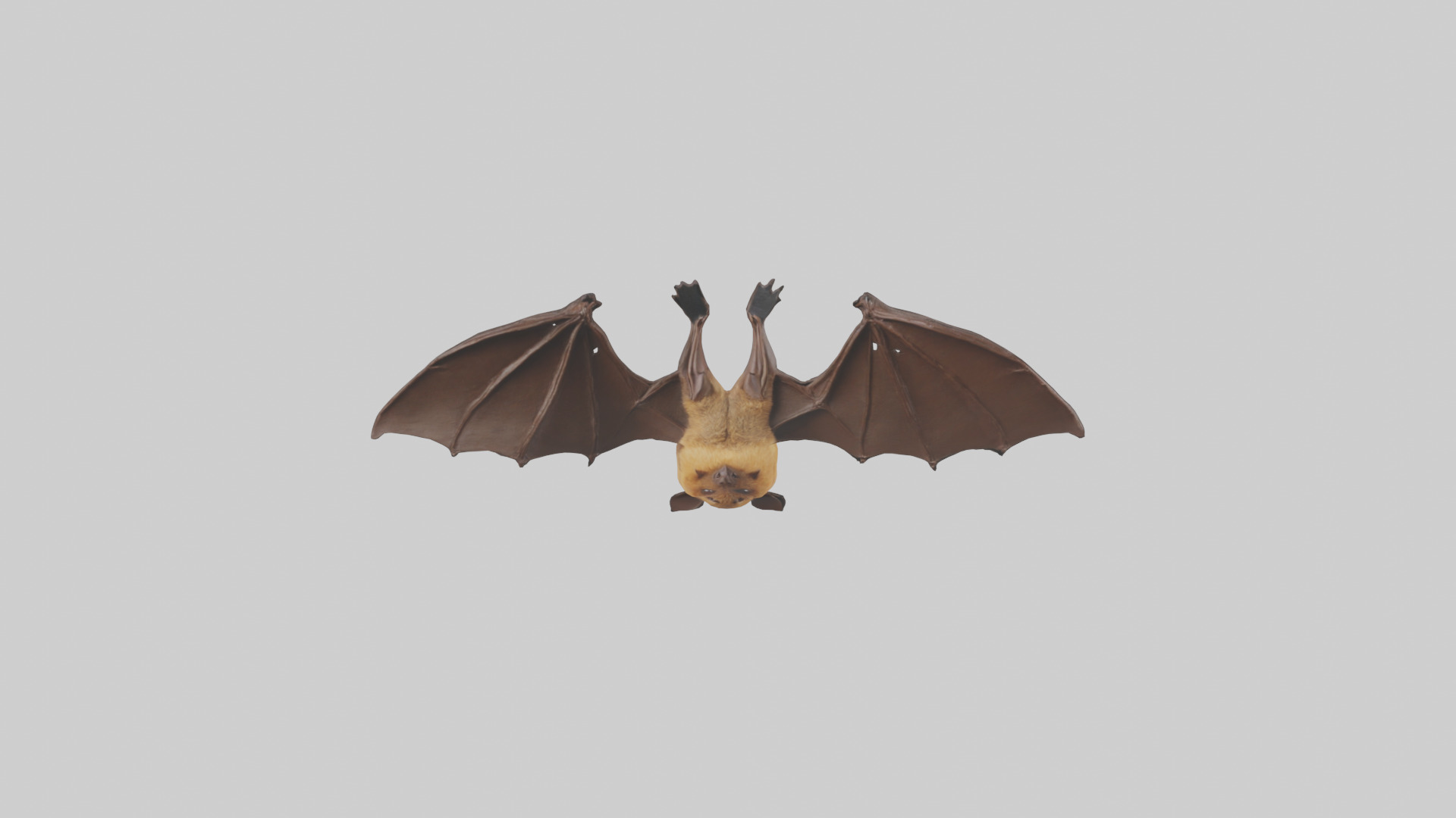Brown bat model Low-poly 3D model_16