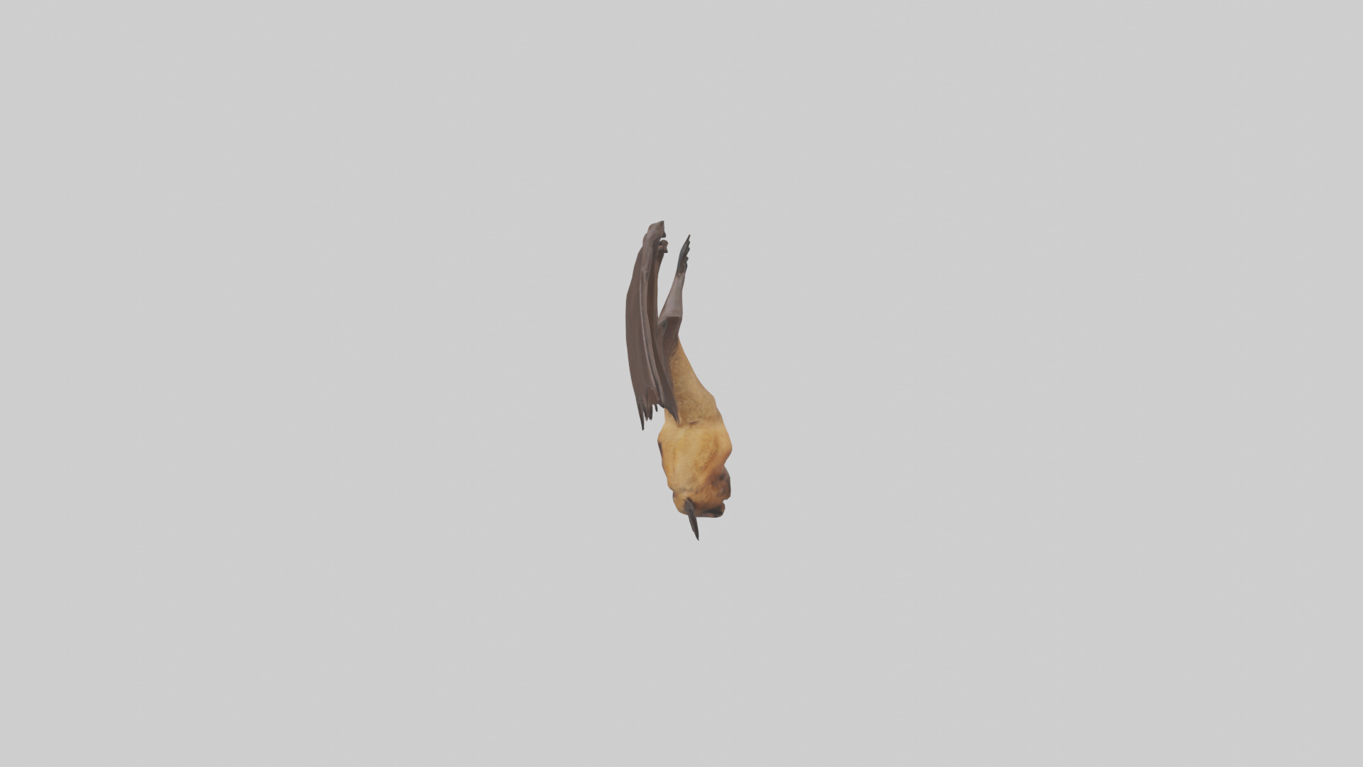 Brown bat model Low-poly 3D model_12