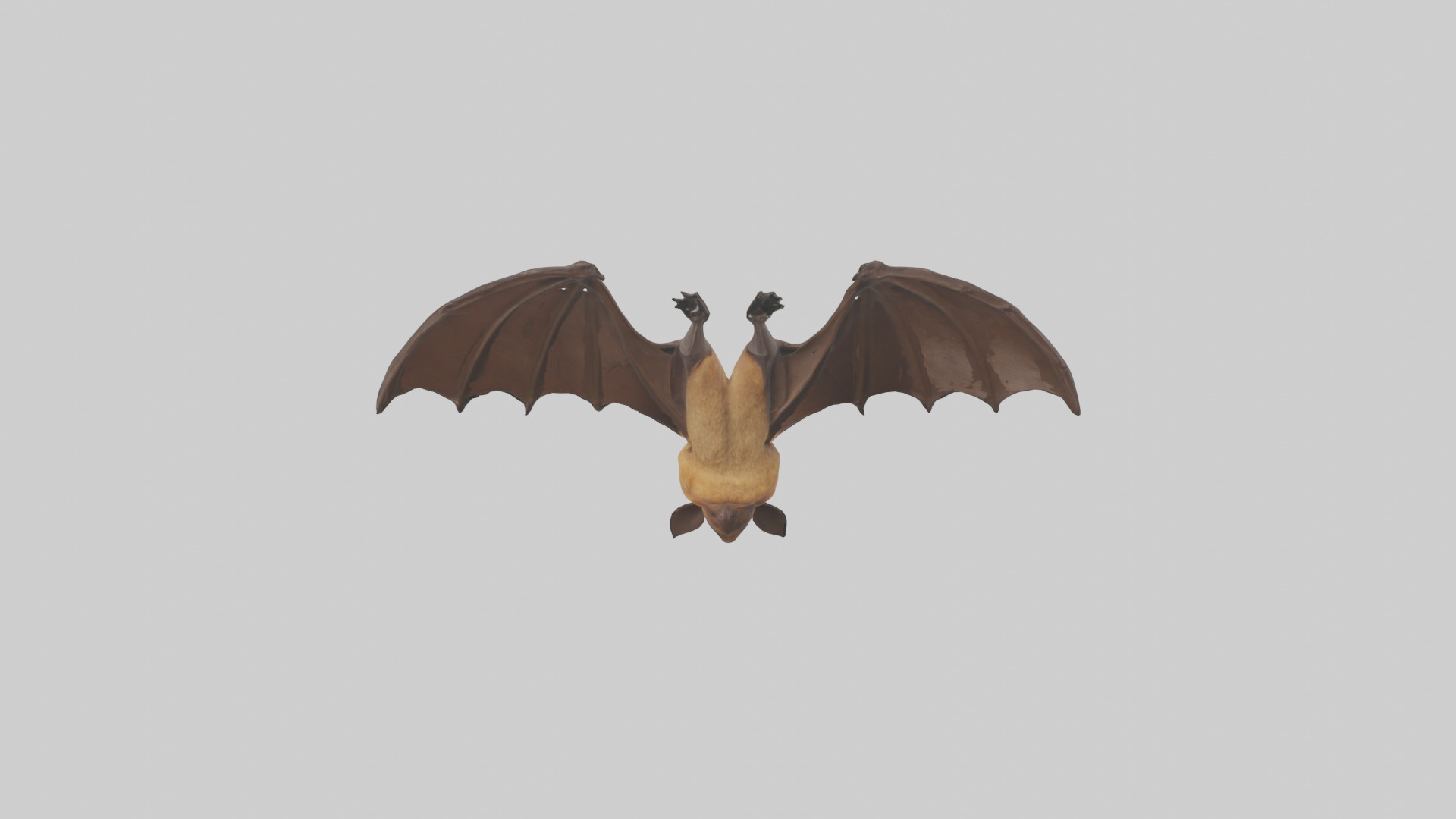 Brown bat model Low-poly 3D model_23