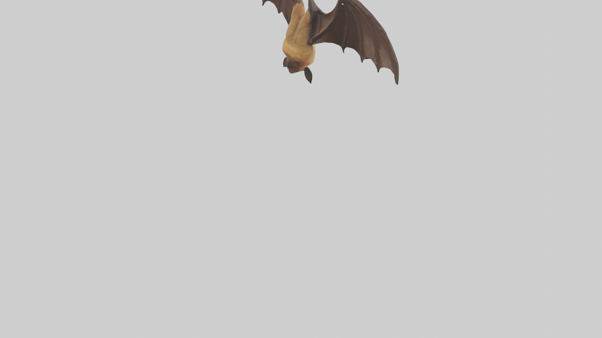 Brown bat model Low-poly 3D model_21