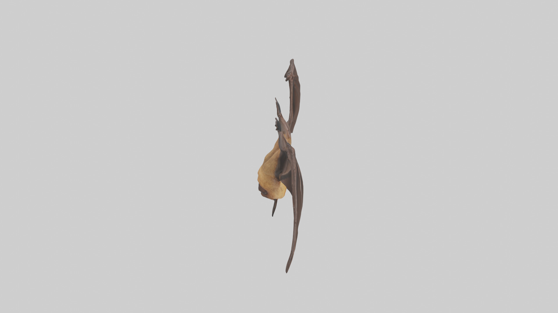 Brown bat model Low-poly 3D model_18