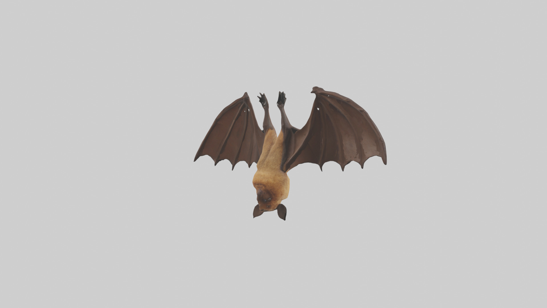 Brown bat model Low-poly 3D model_2