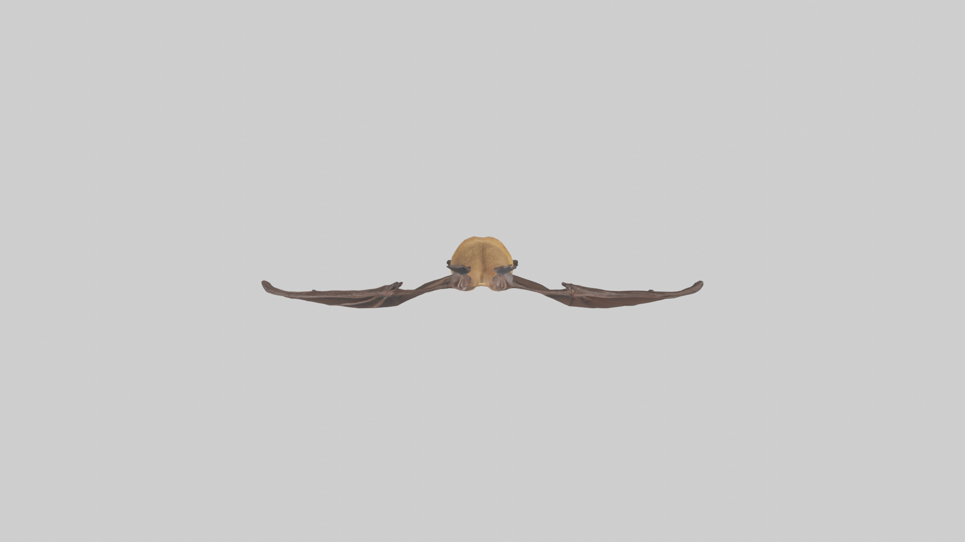 Brown bat model Low-poly 3D model_14