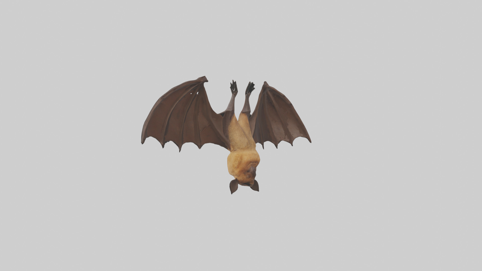 Brown bat model Low-poly 3D model_36