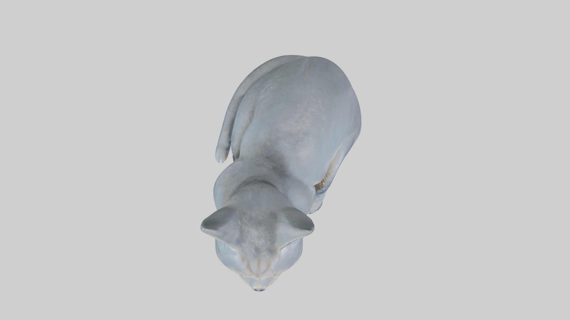 British Shorthair Cat statue model 3D model_14