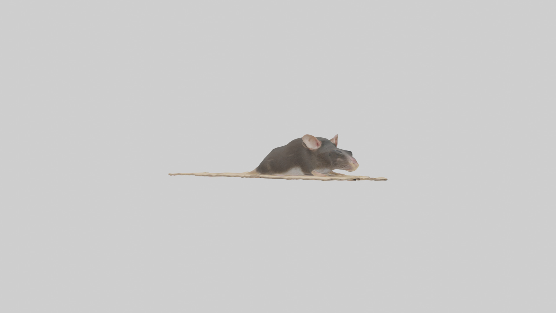 Bramble Cay Melomys hiding model Low-poly 3D model_11