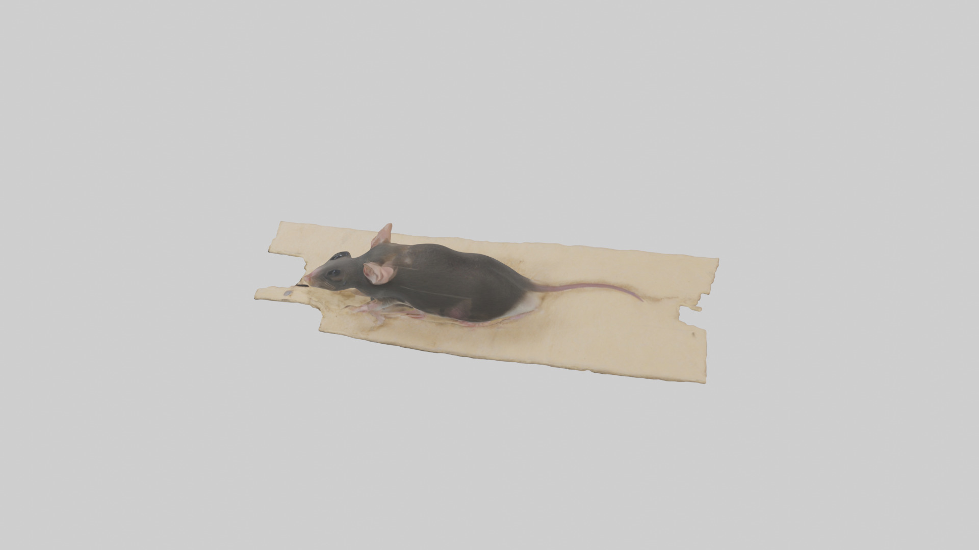 Bramble Cay Melomys hiding model Low-poly 3D model_17