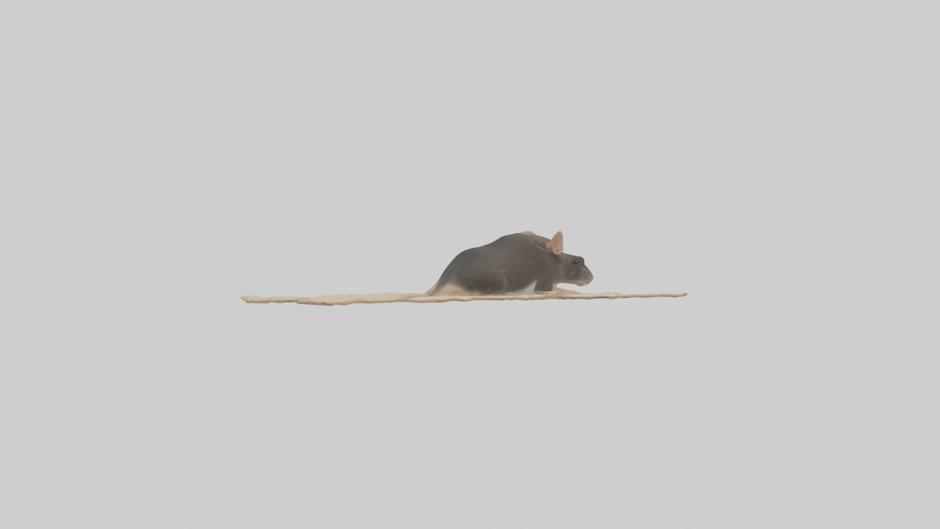Bramble Cay Melomys hiding model Low-poly 3D model_2