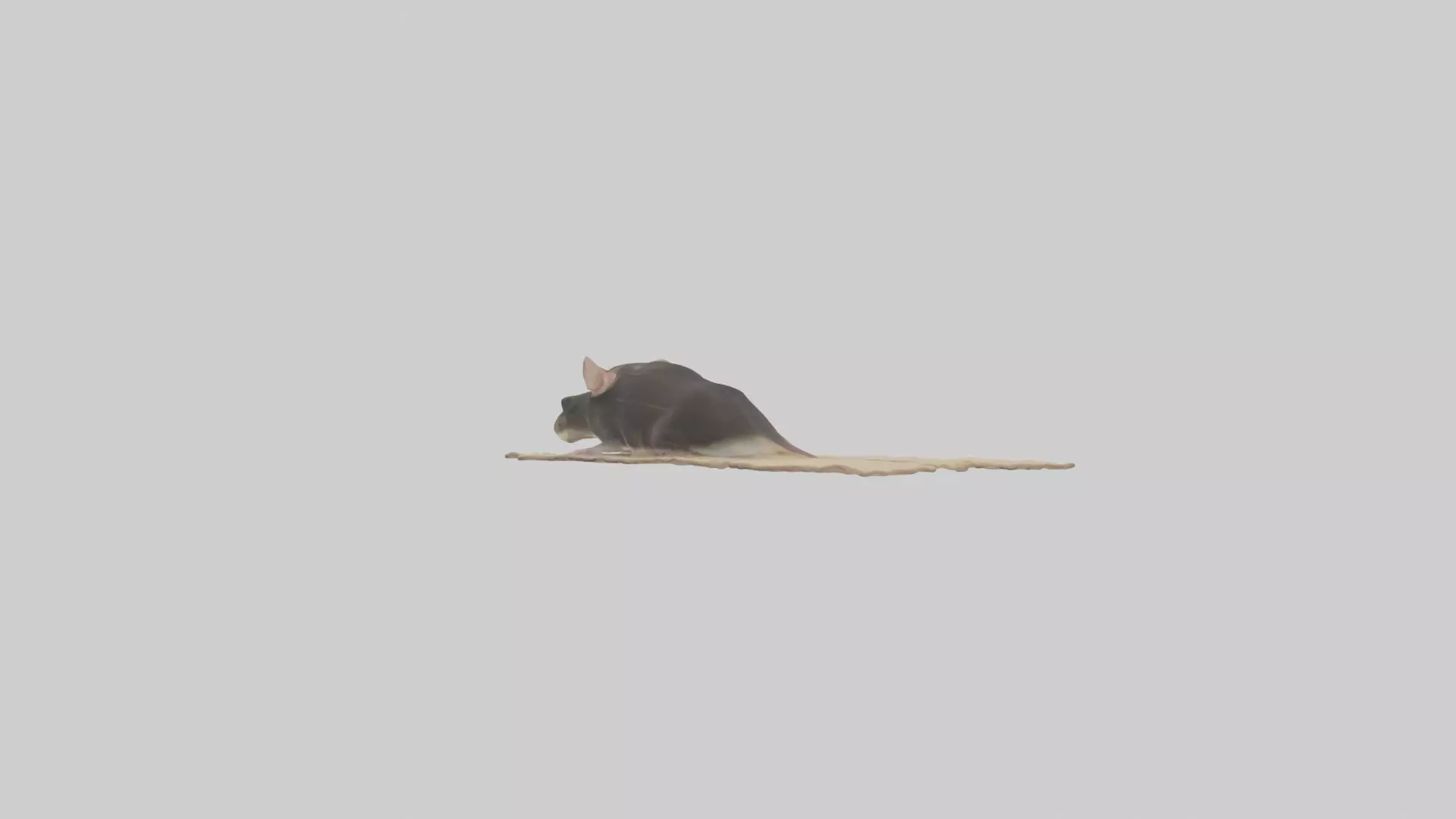 Bramble Cay Melomys hiding model Low-poly 3D model_0