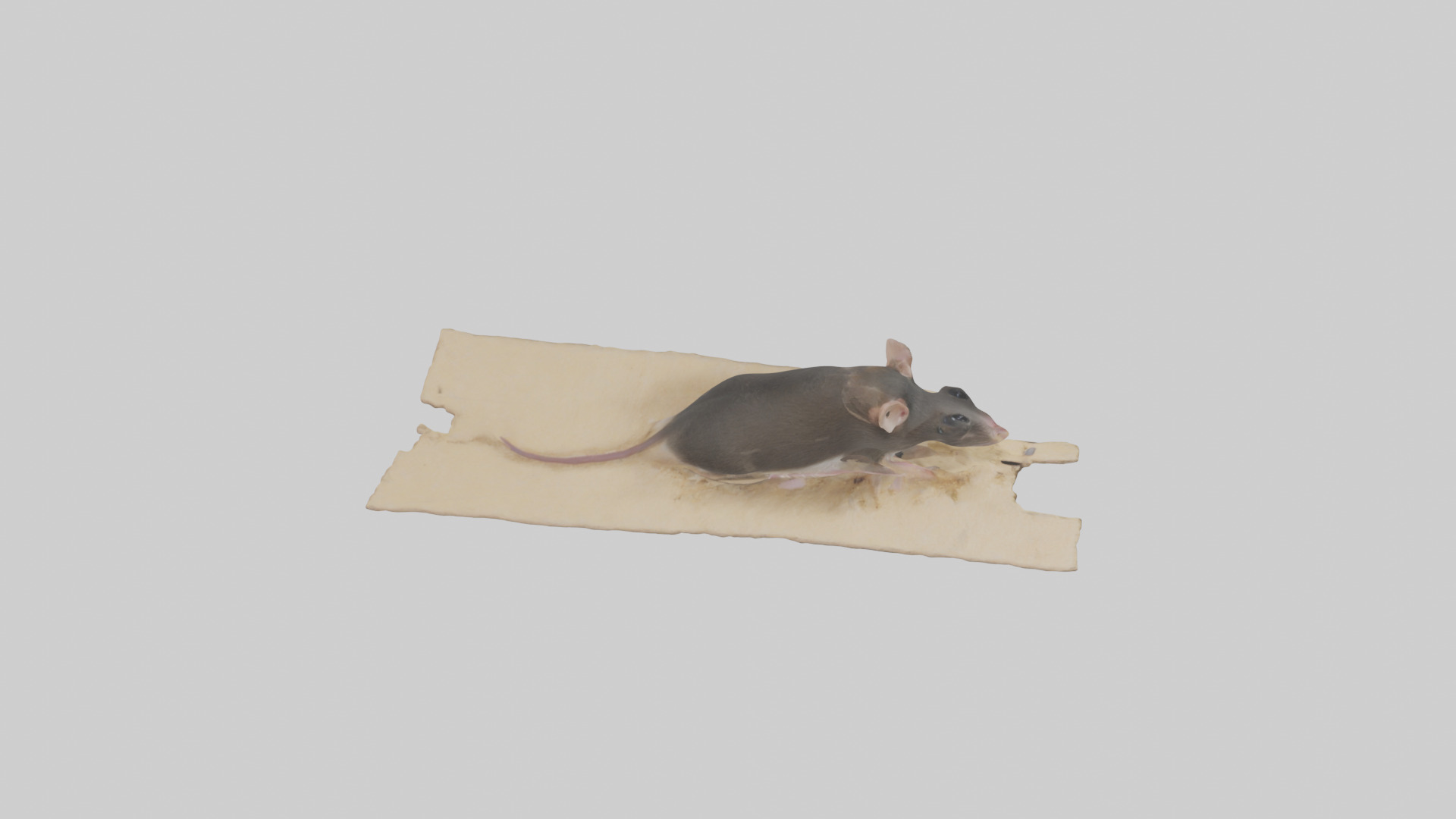 Bramble Cay Melomys hiding model Low-poly 3D model_18