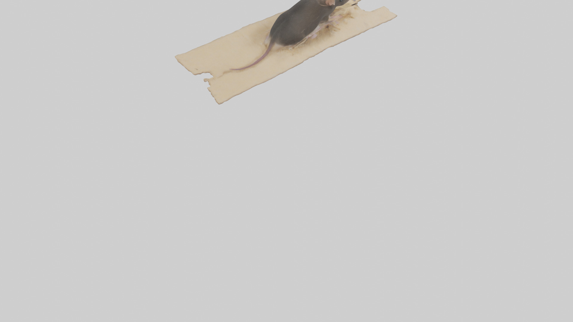 Bramble Cay Melomys hiding model Low-poly 3D model_4
