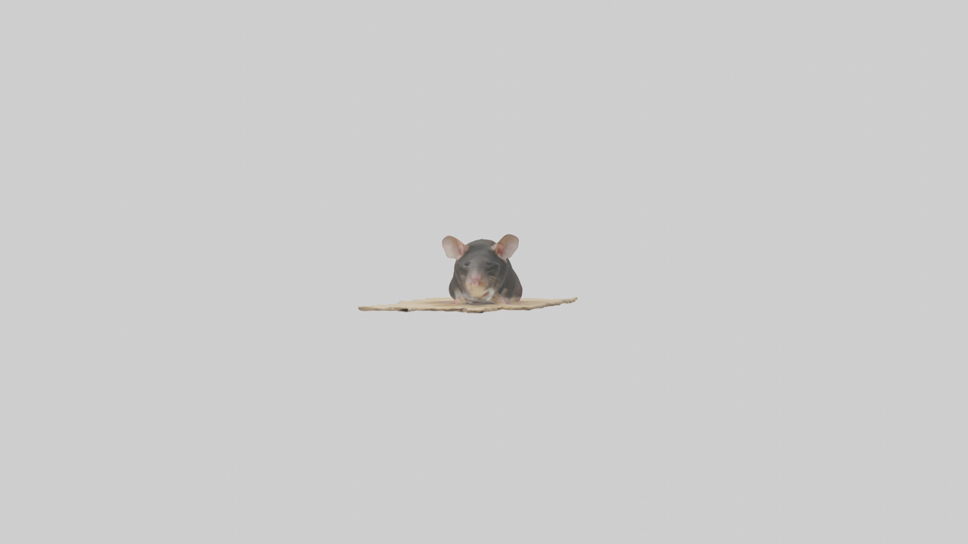 Bramble Cay Melomys hiding model Low-poly 3D model_9