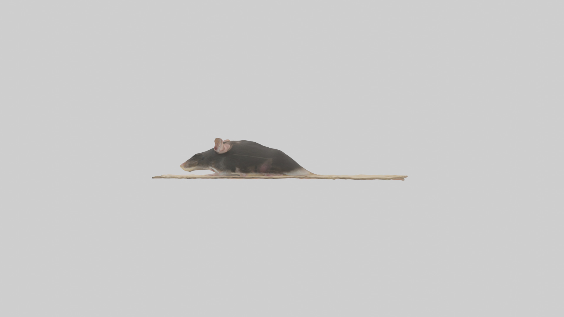 Bramble Cay Melomys hiding model Low-poly 3D model_12
