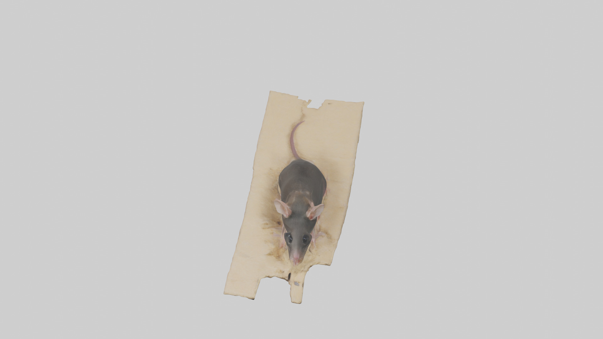 Bramble Cay Melomys hiding model Low-poly 3D model_16