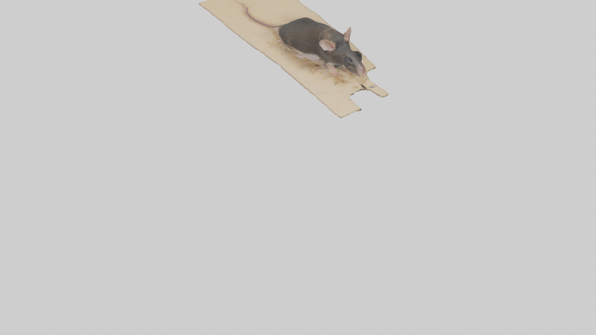 Bramble Cay Melomys hiding model Low-poly 3D model_6