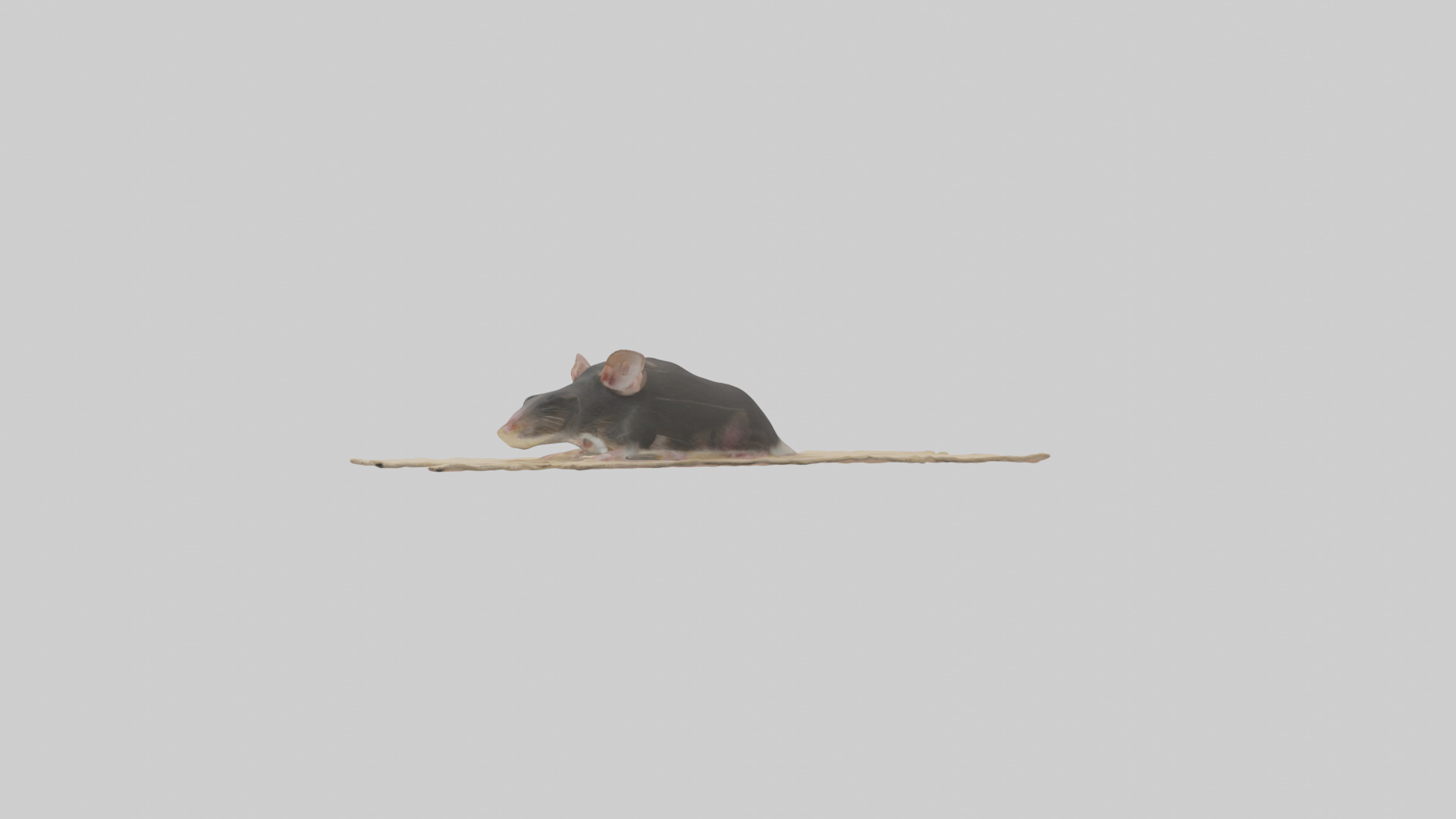 Bramble Cay Melomys hiding model Low-poly 3D model_10
