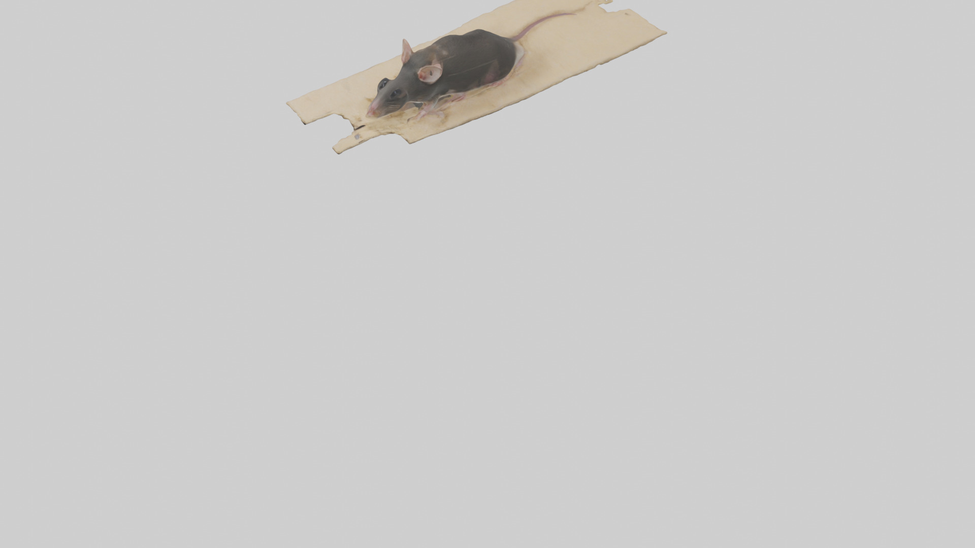 Bramble Cay Melomys hiding model Low-poly 3D model_5