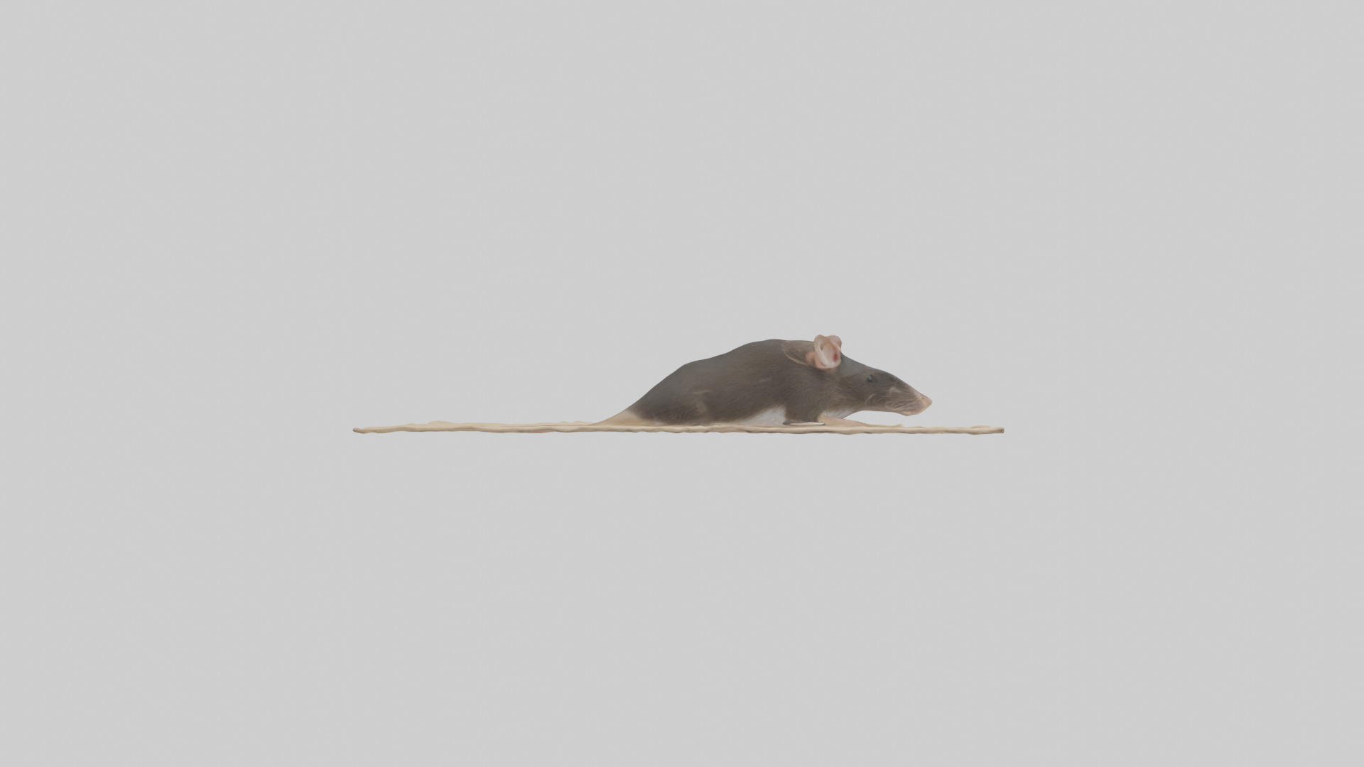 Bramble Cay Melomys hiding model Low-poly 3D model_13
