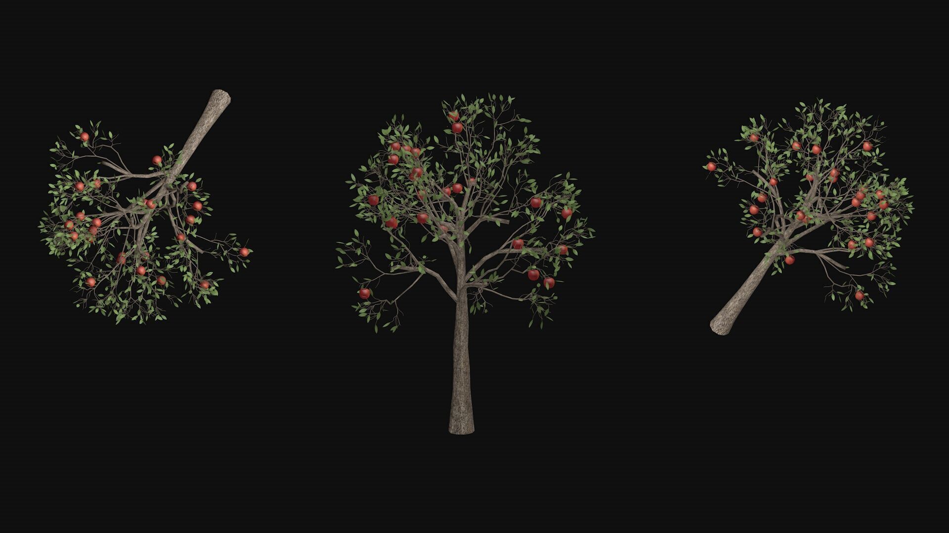 Apple tree with fruits 3D model_6