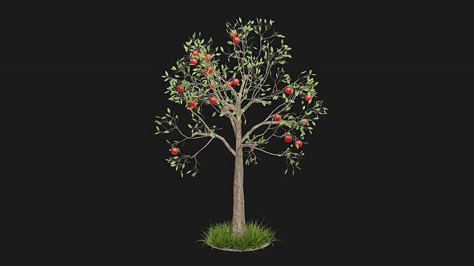 Apple tree with fruits 3D model