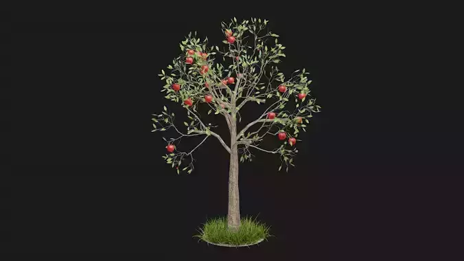 Apple tree with fruits