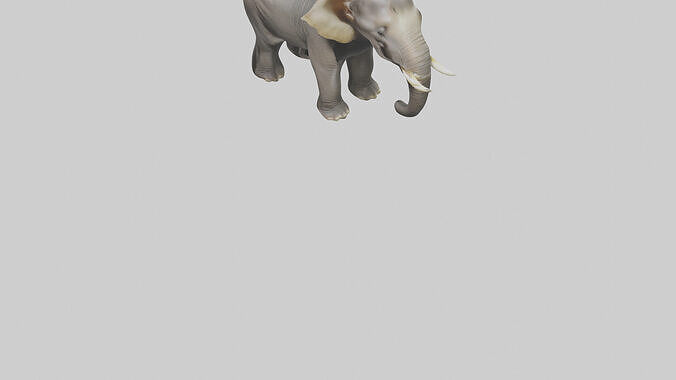 Borneo Pygmy Elephant eating model 3D model 6
