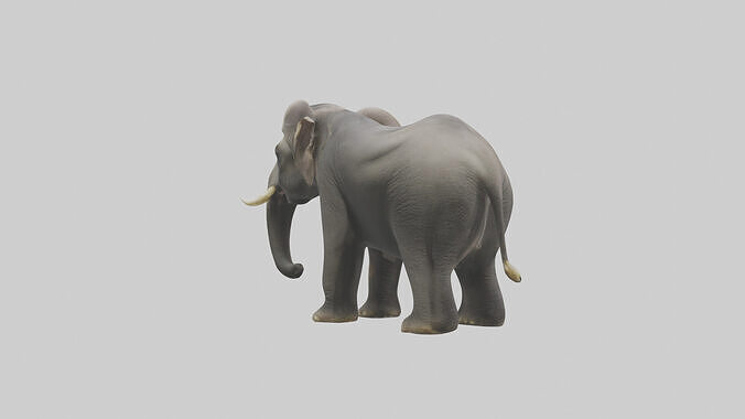 Borneo Pygmy Elephant eating model 3D model 3
