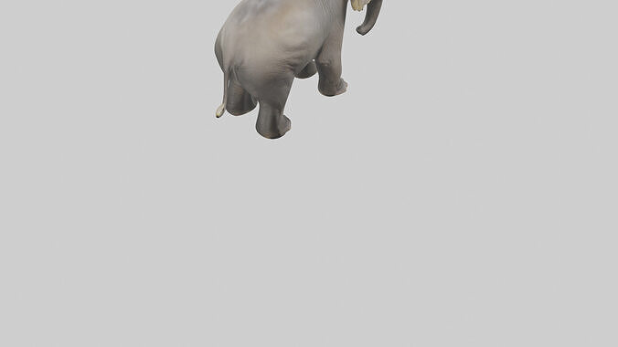 Borneo Pygmy Elephant eating model 3D model 7