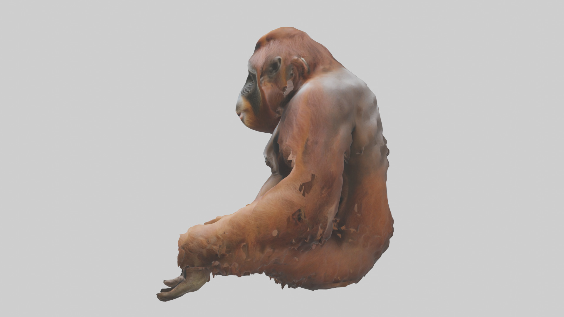 Bornean Orangutan sitting model 3D model_12