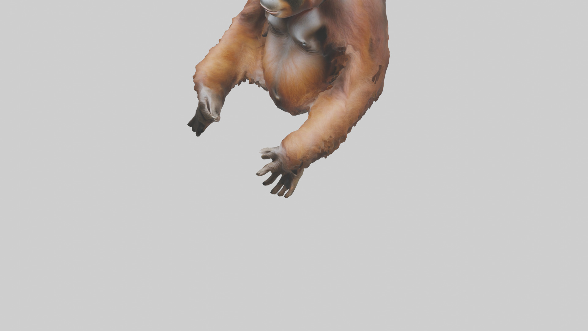 Bornean Orangutan sitting model 3D model_5