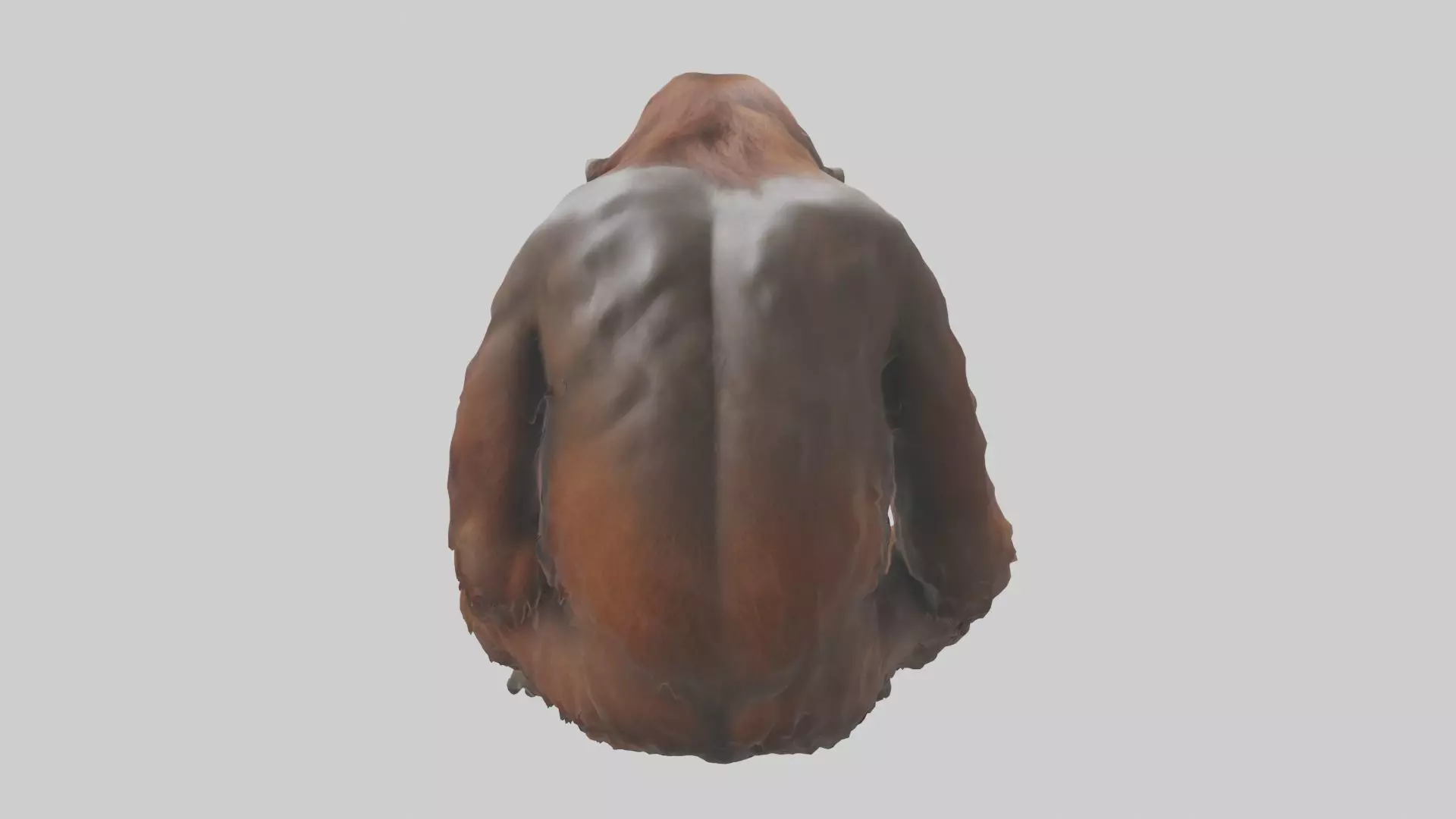 Bornean Orangutan sitting model 3D model_0