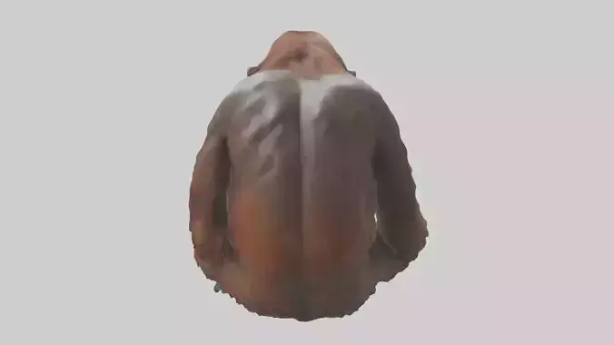 Bornean Orangutan sitting model