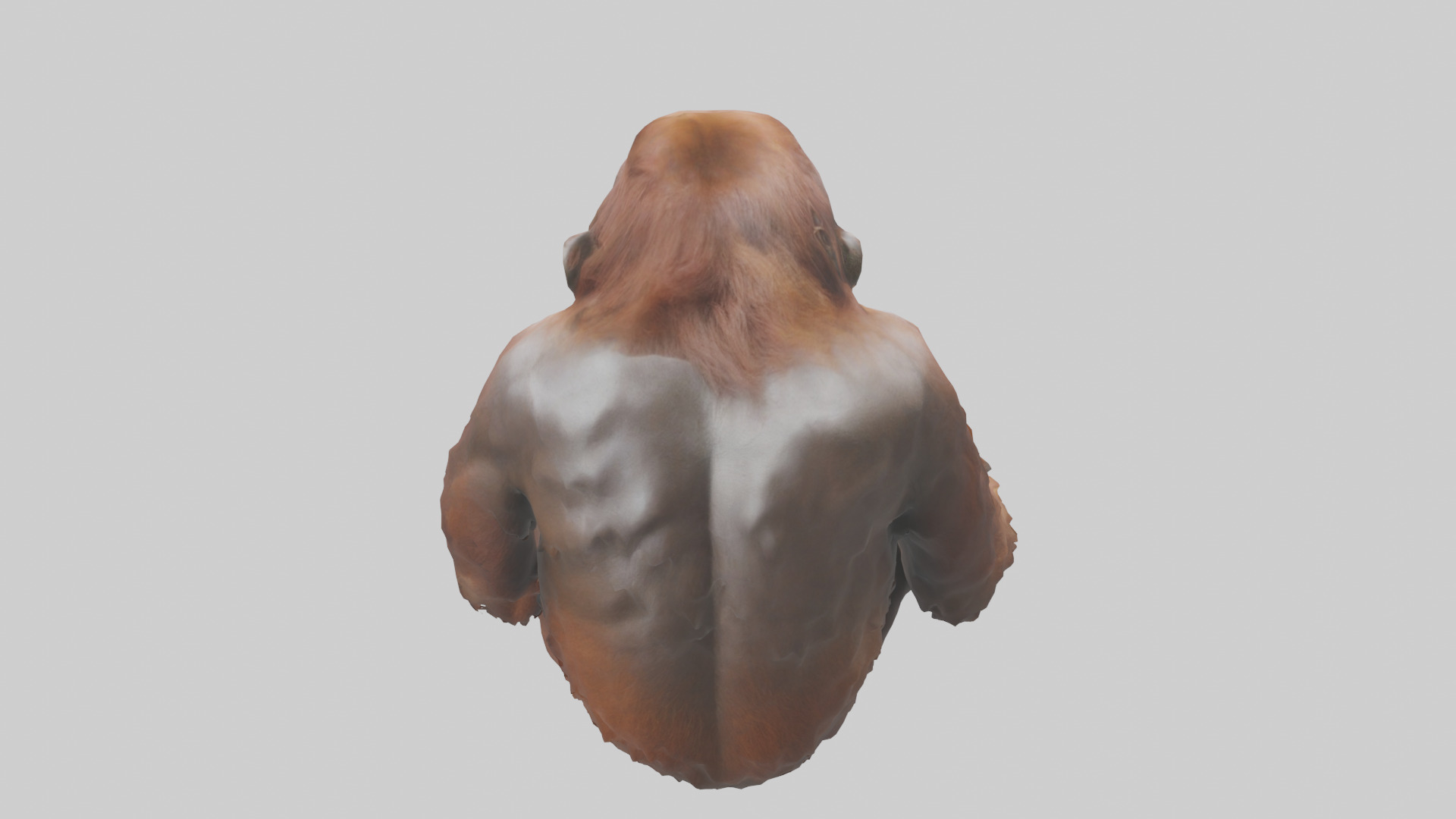 Bornean Orangutan sitting model 3D model_15
