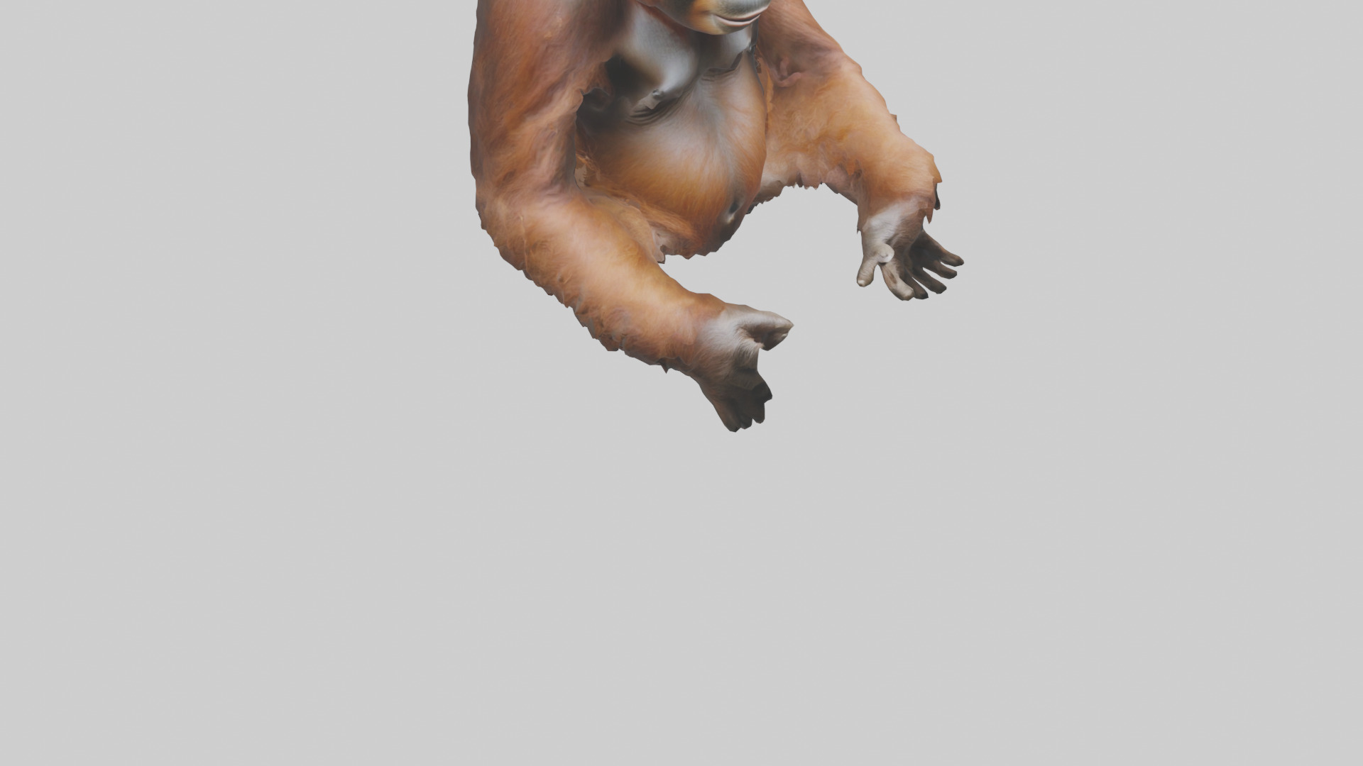 Bornean Orangutan sitting model 3D model_6