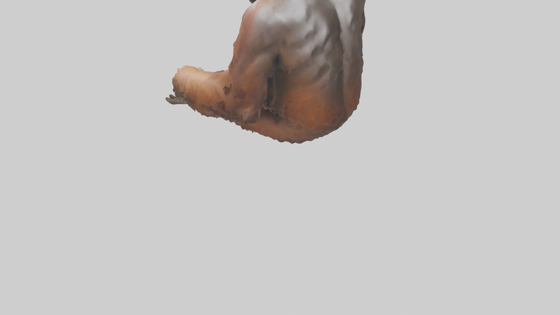 Bornean Orangutan sitting model 3D model_3