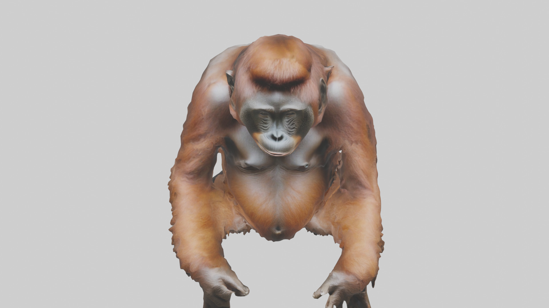 Bornean Orangutan sitting model 3D model_16
