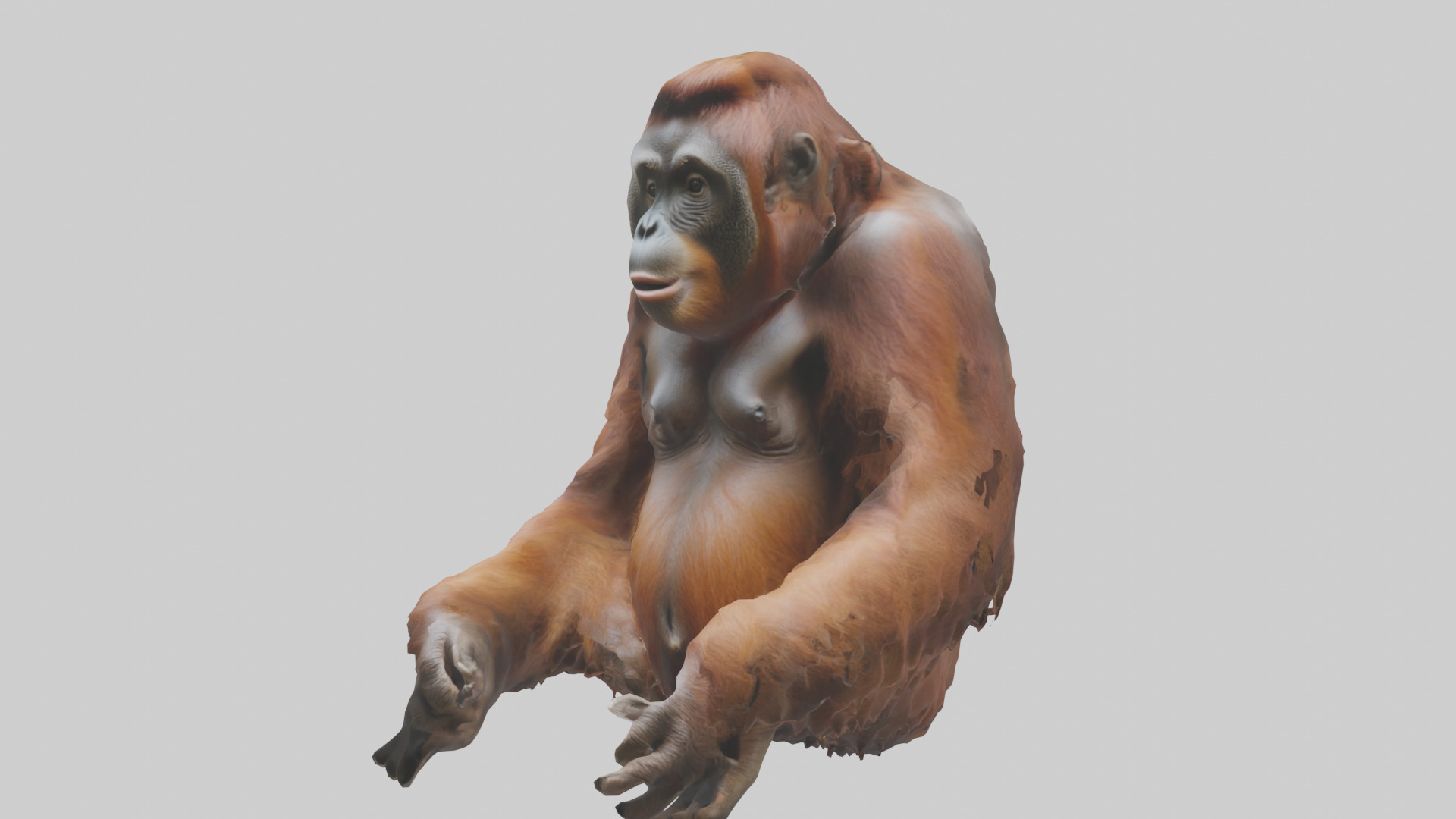 Bornean Orangutan sitting model 3D model_8