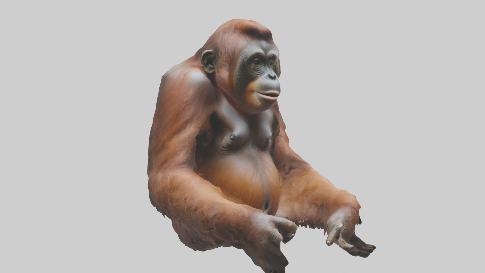 Bornean Orangutan sitting model 3D model_11