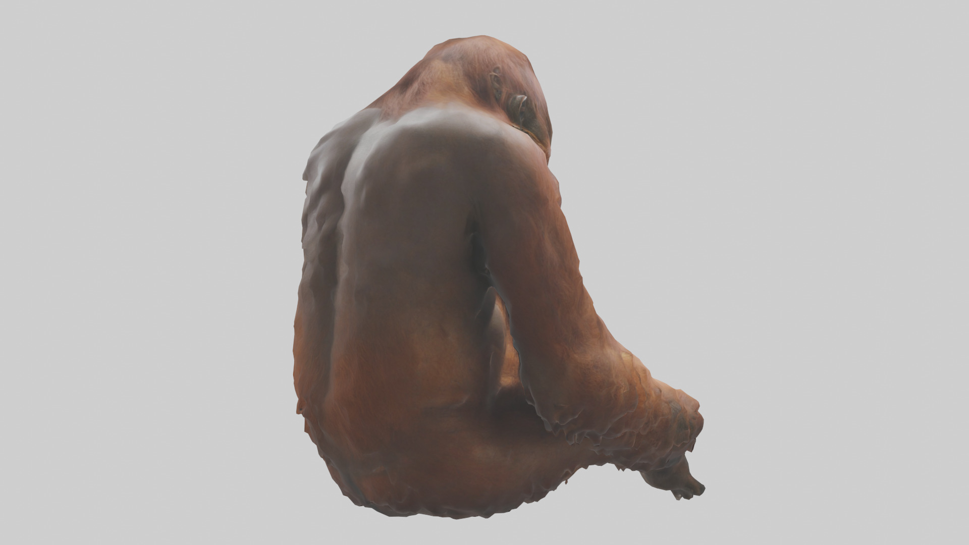 Bornean Orangutan sitting model 3D model_2