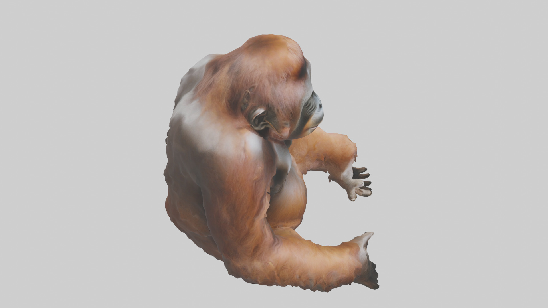 Bornean Orangutan sitting model 3D model_18