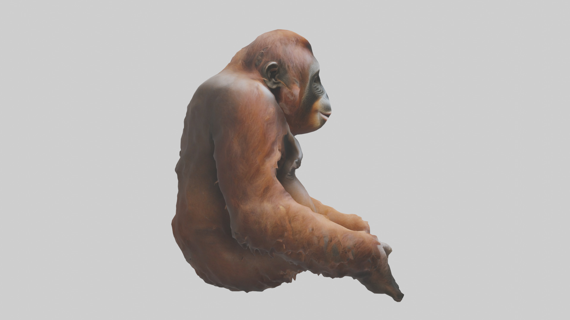 Bornean Orangutan sitting model 3D model_13