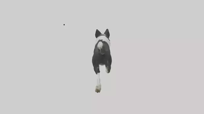 Border Collie running model