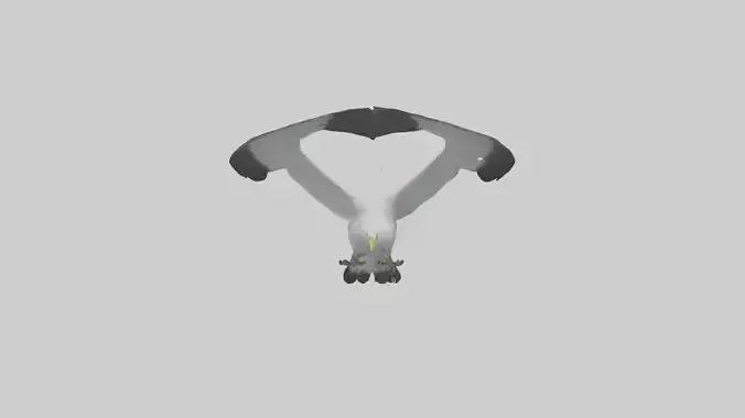 Booby Bird diving model