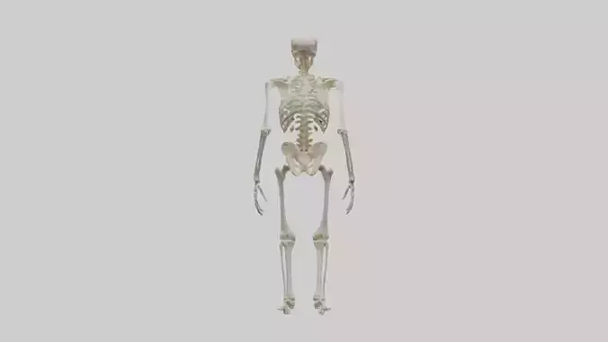 Bonobo Skeleton model 2
