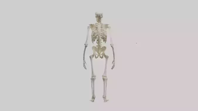 Bonobo Skeleton Model