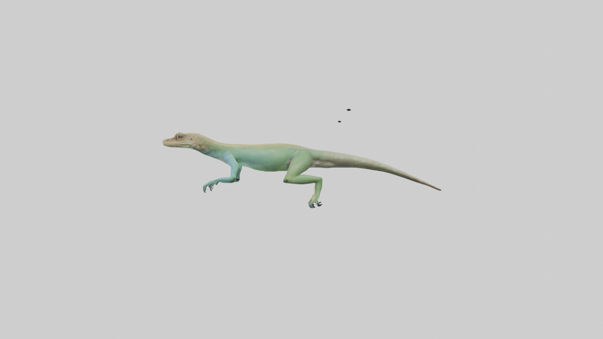 Bonaire Whiptail Lizard running model 3D model_12