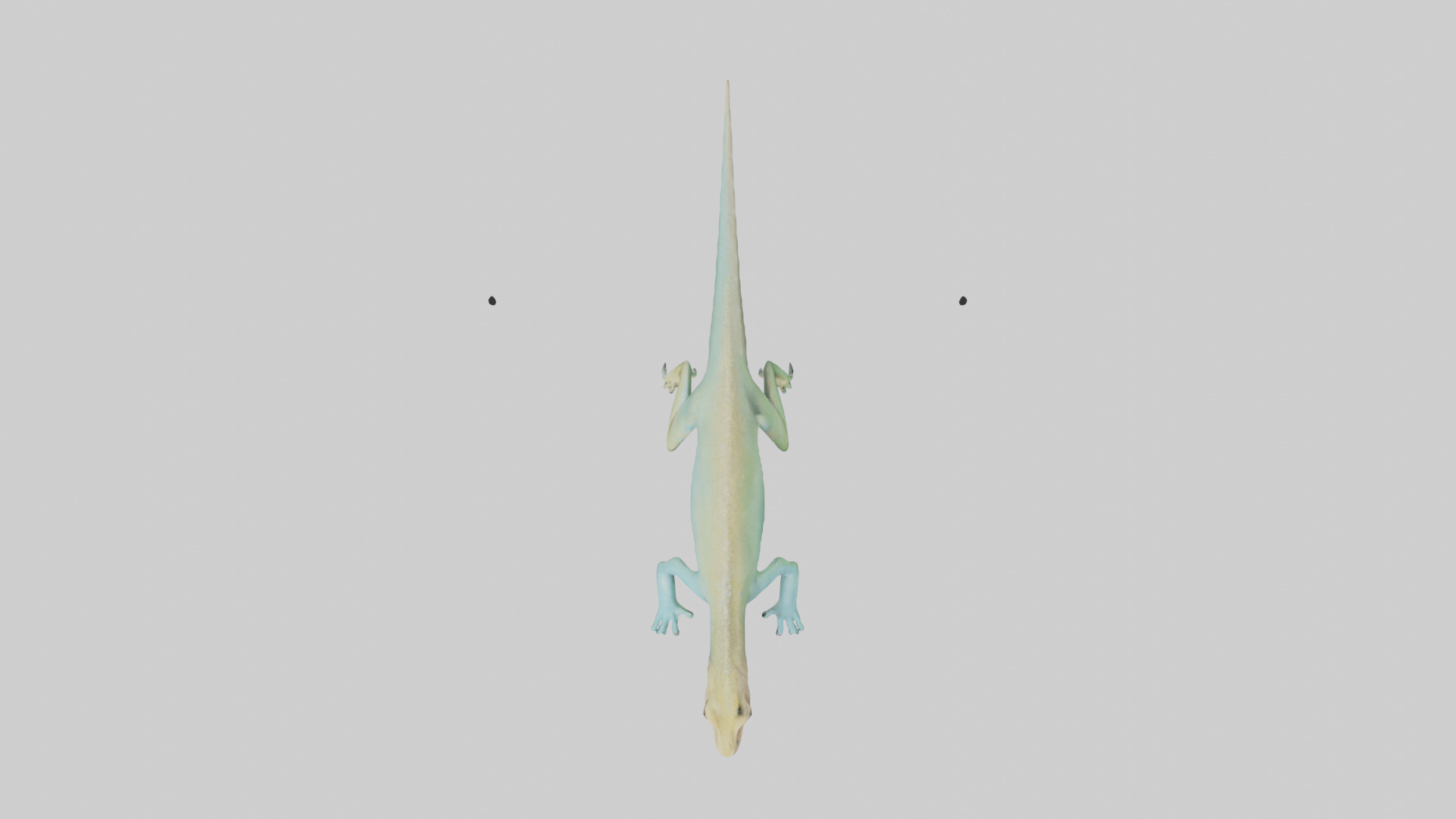 Bonaire Whiptail Lizard running model 3D model_14