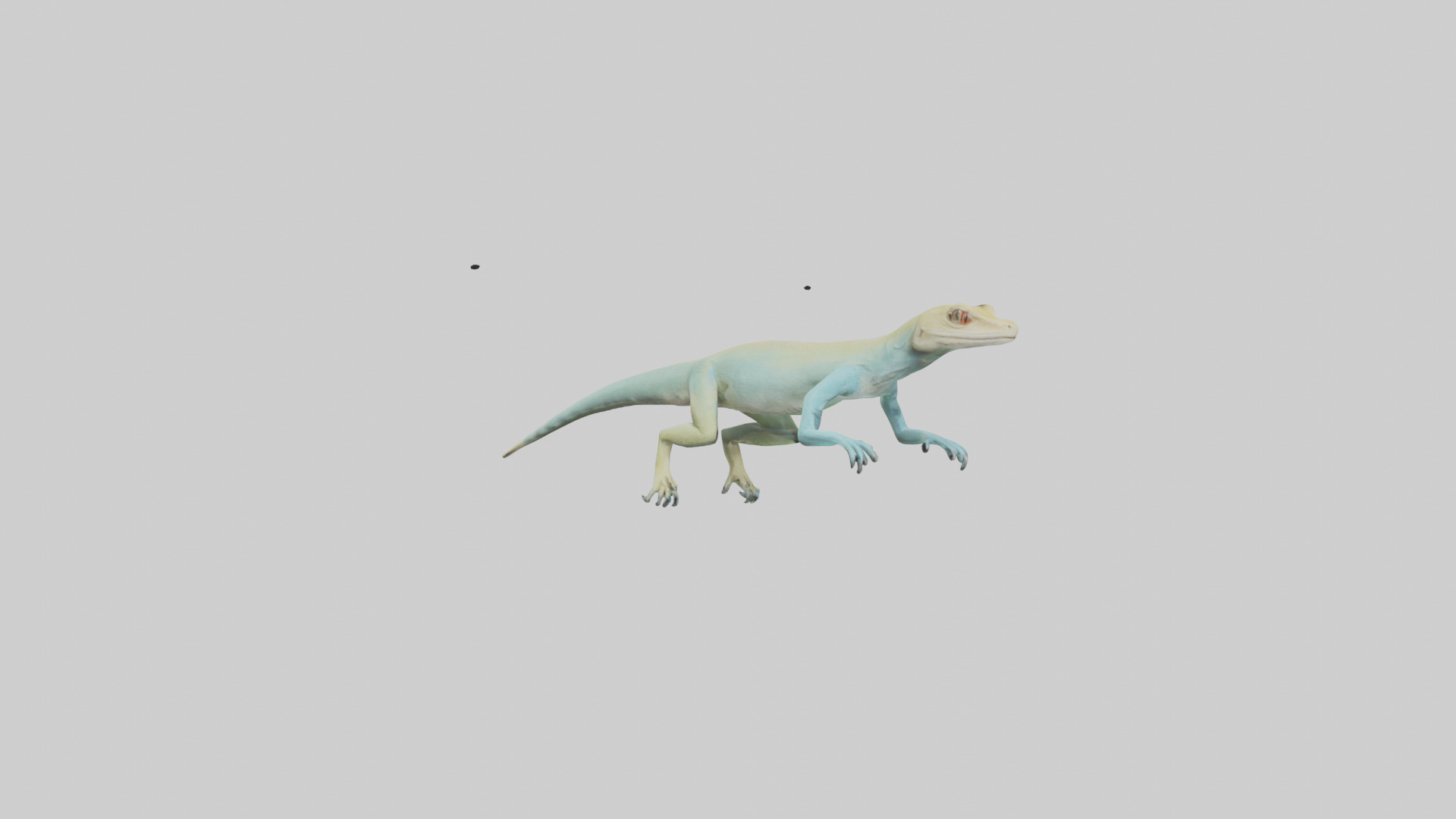 Bonaire Whiptail Lizard running model 3D model_11